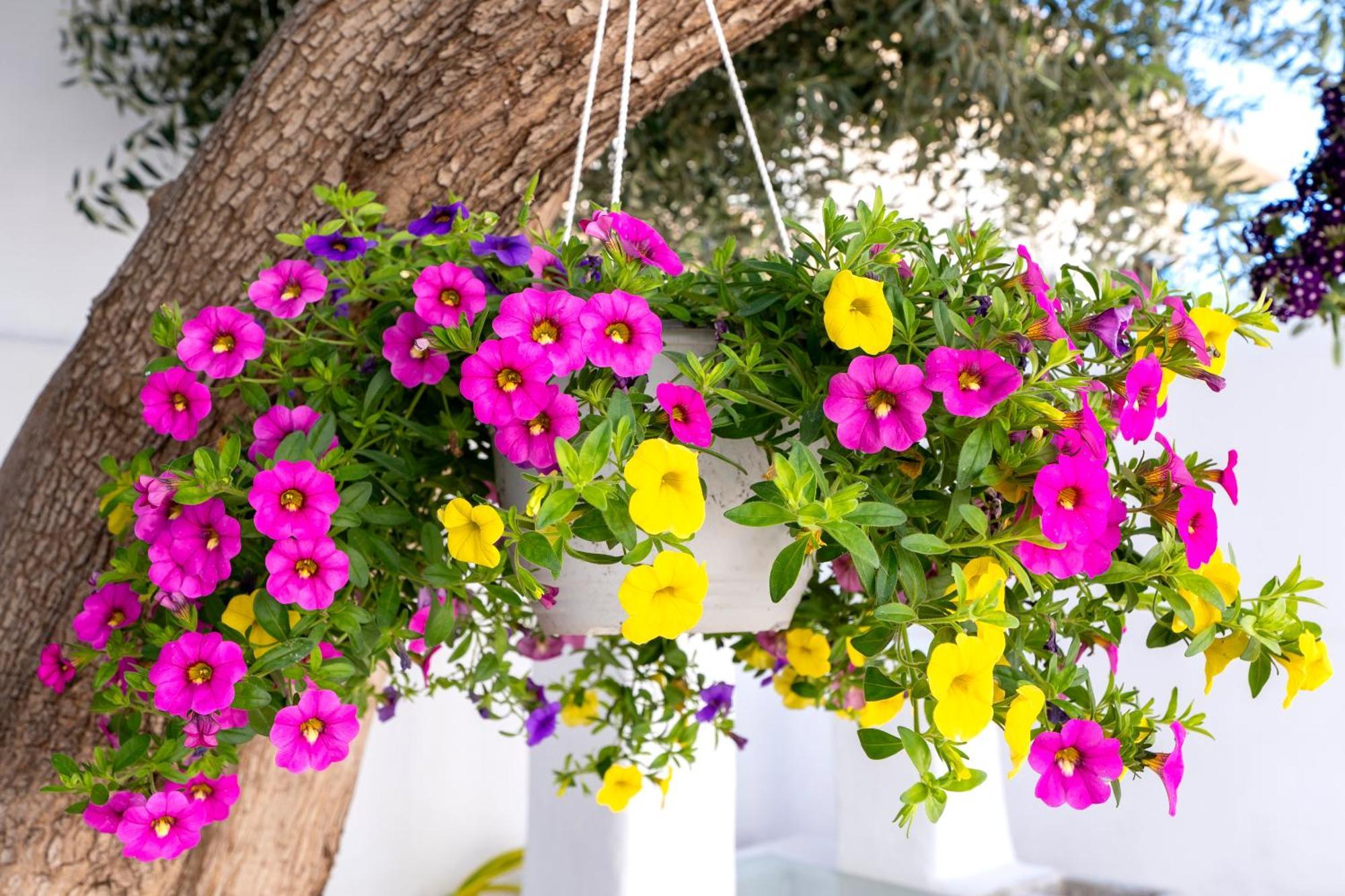 Villa Del Capo Suites Rhodes City ภายนอก รูปภาพ