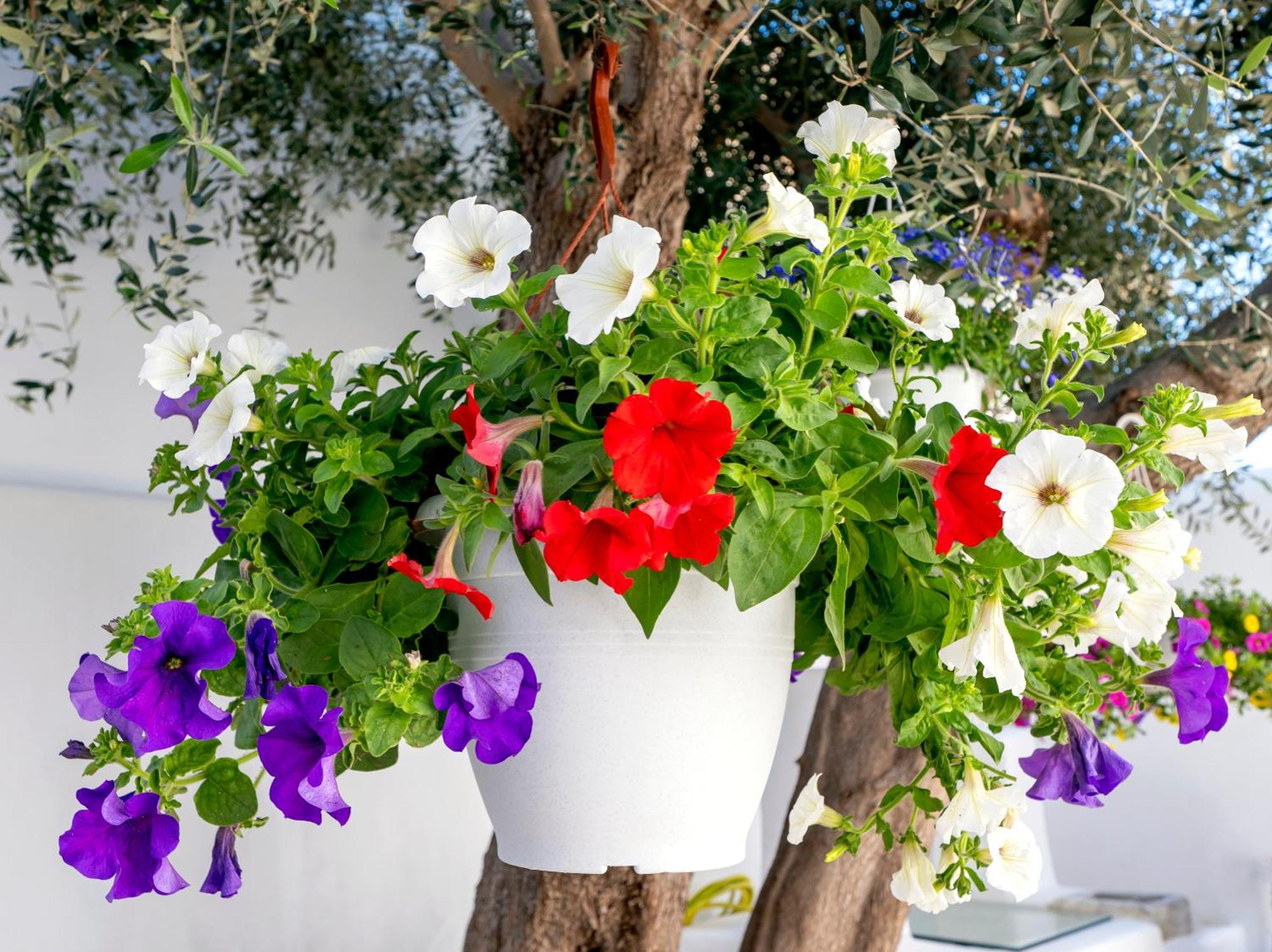 Villa Del Capo Suites Rhodes City ภายนอก รูปภาพ